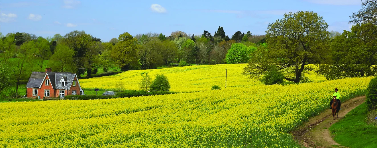 A field of yellow oilseed rape in flower, with a red-brick cottage on the left, trees behind and a rider on a brown horse on a track at the right
